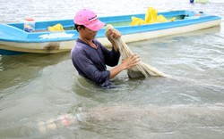 Không mất tiền, dân Đất Mũi tranh nhau khai thác nghêu giống