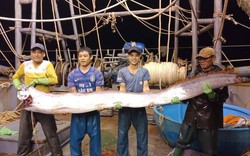 Clip: Xôn xao bắt được "quái vật" cá hố khủng dài gần 4m, nặng 80kg