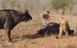 Đàn sư tử đói mồi tấn công trâu rừng và cái kết không tưởng