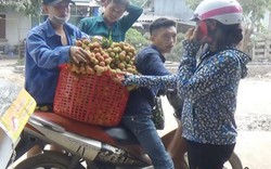 Giá vải chín sớm chỉ còn 16.000 đ/kg, quả "cháy" trên cây vì ế ẩm