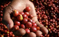 Giá nông sản hôm nay 26/5: Giá cà phê tiếp tục giảm, bán ra chậm, giá tiêu nhích lên 1000 đồng/kg