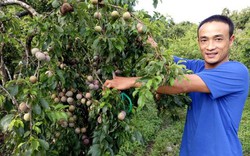 Làm giàu ở nông thôn: Chăm mận hậu bán cả vườn lãi 200 triệu/năm