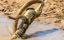 Trận chiến ác liệt giữa cá sấu và rắn khổng lồ