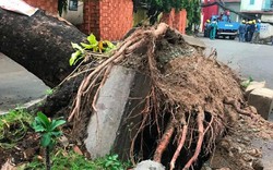 TP.HCM:Mưa kèm gió mạnh làm sập mái nhà, quật ngã cây đè lên xe tải