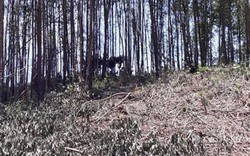 TT-Huế: Dân tố phường thờ ơ trong vụ chiếm đoạt gỗ rừng trồng