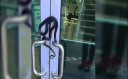 Kinh dị cảnh rắn "ngụy trang" trên cánh cửa ở Mỹ