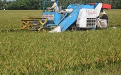 Rớt thầu bán gạo cho Philippines, giá lúa gạo vẫn "lên đỉnh"