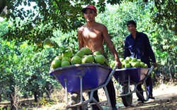 Tour du lịch trên sông Đồng Nai: Đánh thức vùng đặc sản nông nghiệp