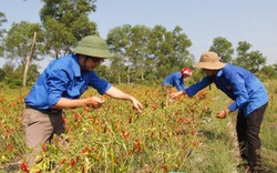 Bị tố bội tín với người trồng ớt, Phó Giám đốc lên mạng "trút giận"