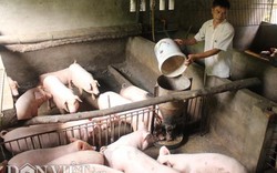 Phó Cục trưởng Chăn nuôi trả lời về nghi vấn C.P thao túng giá lợn