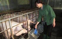 Công ty FDI can thiệp giá lợn nhằm triệt hạ các hộ chăn nuôi nhỏ?