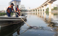 Ảnh: Vớt hàng bao tải cá chết, "sơ tán" cá sống ở hồ Hoàng Cầu