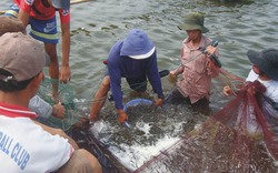 Hai “sát thủ" vô hình ở đầm tôm