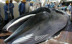 Nhật Bản thảm sát hơn 120 cá voi mang thai