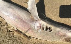 Hơn 50 cá mập chết bí ẩn, trôi dạt vào bờ biển Anh trong 1 ngày