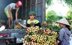 Bắc Giang: Người trồng vải thiều tha thiết kêu gọi đừng... giải cứu