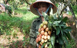 Clip: Vải chín sớm đỏ cây, nông dân Bắc Giang tất bật thu hoạch