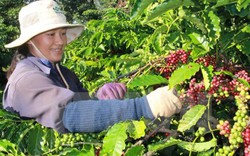 Giá nông sản hôm nay 31/5: Giá cà phê giảm đáy mới, giá tiêu không đổi
