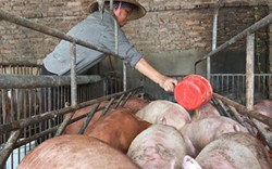 Tan nát ngành chăn nuôi lợn: 1-2 năm nữa, công ty FDI sẽ "hốt trọn"