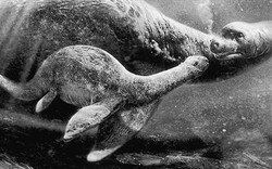 Sự thật bất ngờ về quái vật truyền thuyết hồ Loch Ness