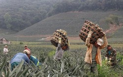 Trung Quốc không “ăn” hàng, dân Hà Long khóc vì dứa