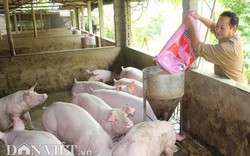 Giá heo hơi tăng bất thường: Không tin được con số thống kê đàn lợn