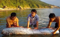 Sự thật về "quái vật" cá hố rồng dài 3m bơi vào vùng biển Hà Tĩnh