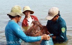 TIN MỚI: DN ký được hợp đồng lớn, giá tôm sẽ tăng trong 2 tháng nữa