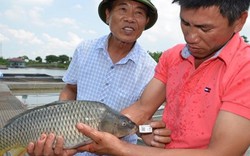 Tỷ phú thay "Vua Thủy tề" cấp chứng minh thư điện tử cho cá giòn