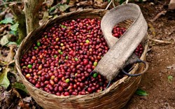 Giá nông sản hôm nay 4/6: Giá cà phê chưa có dấu hiệu  tăng lên, giá tiêu Việt rẻ nhất thế giới