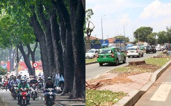 Hình ảnh gây ngạc nhiên trên con đường từng được xem đẹp nhất Sài Gòn