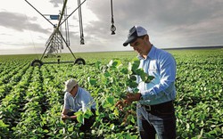 Bayer sớm hoàn tất giao dịch mua lại Monsanto