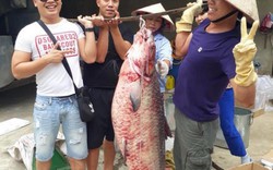 Cận cảnh cá trắm khủng 72kg dính lưới ngư dân ở hồ Thác Bà