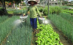Quảng Nam “rộng cửa” phát triển nông nghiệp công nghệ cao