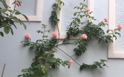Ngắm sân thượng hoa hồng thi nhau đua sắc của bà mẹ trẻ Sài Gòn