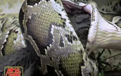 Trăn Miến Điện khổng lồ nuốt chửng cá sấu trong chớp mắt