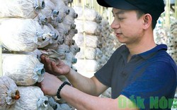 Đắk Nông: Khởi nghiệp trồng nấm bào ngư doanh thu 1 tỷ đồng