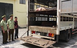 Quảng Ninh: Bắt giữ xe nhập lậu 13 con lợn thịt từ khu vực biên giới