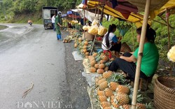 Nông nghiệp, nông dân, nông thôn Điện Biên đang chuyển mình