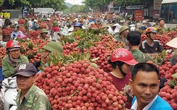 Giá giảm mạnh, người trồng vải “ngóng” thương lái Trung Quốc