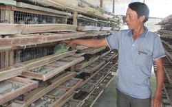 Làm giàu ở nông thôn: Cả làng giàu từ nuôi chim bằng nắm tay con nít
