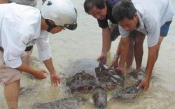 Vườn quốc gia Bái Tử Long: Thả một cá thể rùa quý hiếm về biển