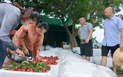 Vải thiều Bắc Giang có mặt tại đặc khu Thâm Quyến và nhiều TP của Trung Quốc