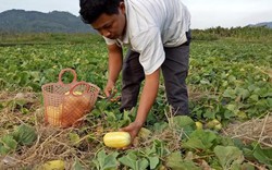 Trồng thành công dưa lê Hàn vừa ngon vừa hiếm, thu ngay 20 triệu/sào