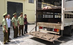 Giá lợn hơi tăng cao, lợn Trung Quốc "ém biên" chực sẵn vào Việt Nam