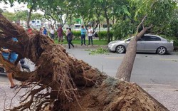 TP.HCM: Cứ mưa là ra đường nơm nớp lo sợ cây đè