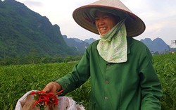 Lạng Sơn: Dân thấp thỏm vì giá ớt sáng một giá, chiều một giá