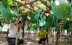 Kỳ lạ vùng đất người dân phải mắc võng cho bí khổng lồ “nằm ngủ”