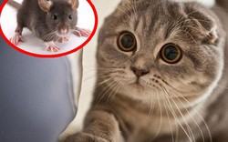 Chuột gặp mèo và cái kết bất ngờ