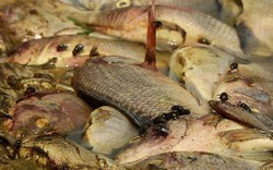 Quảng Ninh: Cá chết đồng loạt tại 4 hồ điều hòa, chỉ là ngẫu nhiên?